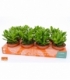 Crassula