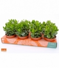 Crassula