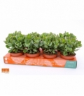 Crassula