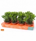 Crassula