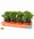Crassula