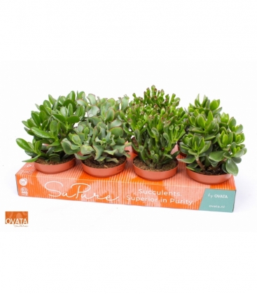 Crassula