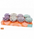 Echeveria