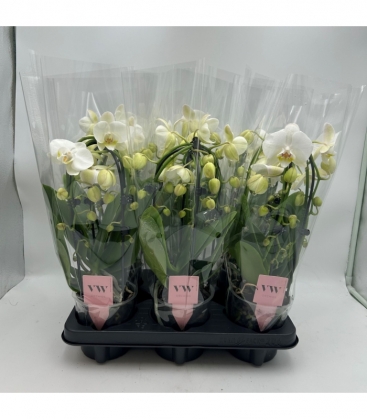 Phalaenopsis