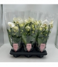 Phalaenopsis
