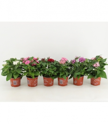 Pentas
