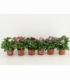 Pentas