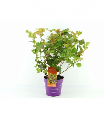 Physocarpus