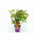 Physocarpus