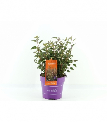 Physocarpus