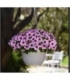 Petunia
