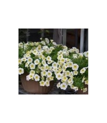 Calibrachoa