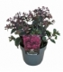 Sedum