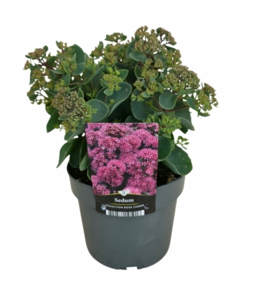 Sedum