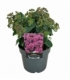 Sedum