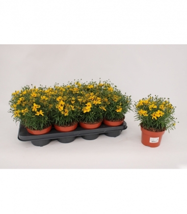Coreopsis