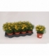 Coreopsis