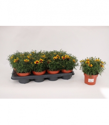 Coreopsis