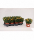 Coreopsis