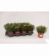 Coreopsis