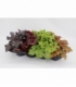 Heuchera