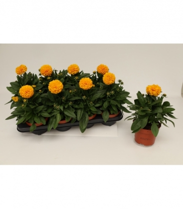 Coreopsis