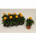 Coreopsis