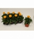 Coreopsis