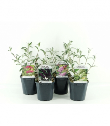 Buddleja