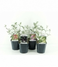 Buddleja