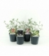 Buddleja