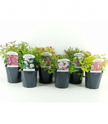 Spiraea