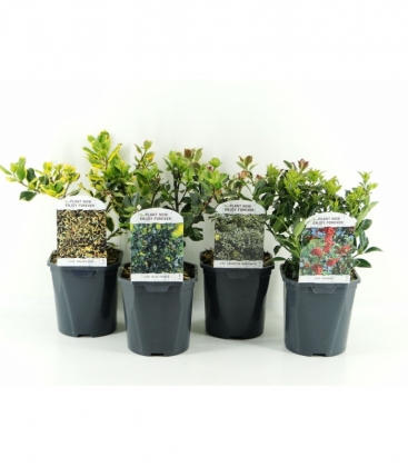 Ilex