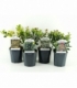 Ilex