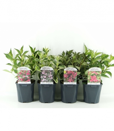 Weigela
