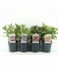 Weigela