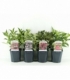 Weigela