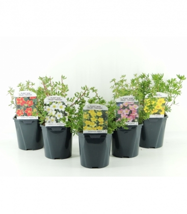 Potentilla
