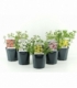 Potentilla