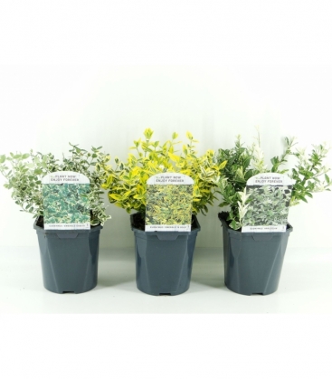 Euonymus