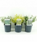 Euonymus