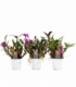 Dendrobium