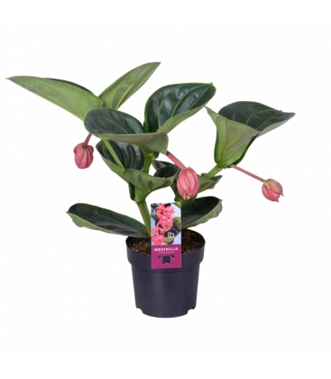 Medinilla