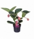 Medinilla
