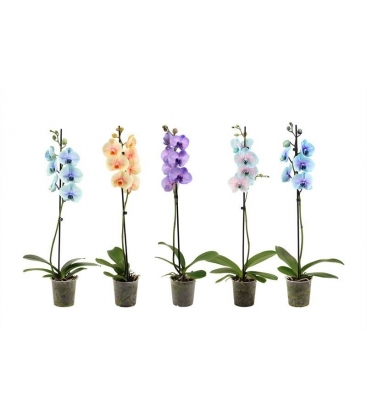 Phalaenopsis