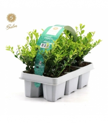 Ilex