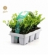 Ilex