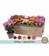 Chrysanthemum