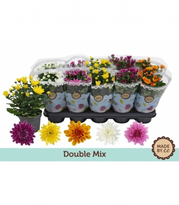 Chrysanthemum