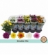 Chrysanthemum